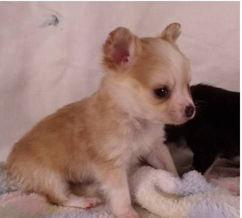  dos cute chihuahua cachorros gratis