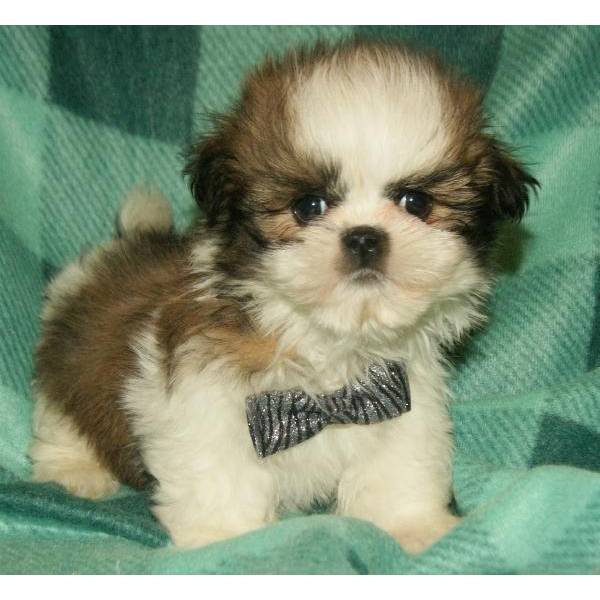 
Precio Shih Tzu...........<strong>          $22,000.00</strong> <br><br>


100% pura raza, registrados todos los papeles en regla se envian a cualquier parte de la Republica.<br><br> 

<li>Contrato de compraventa<br><br></li>


<li>Seguro de vida gratuito por escrito de 5 años que cubre muerte en caso de cuestiones virales</li>
<br><br>

<li>Garantía de Pureza Racial<br><br></li>

<li>Certificado de registro inicial que extiende la Federación Canófila Mexicana donde los cachorros se entregan con tatuaje y microchip</li>

