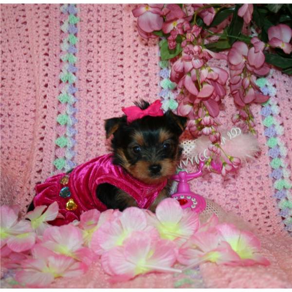 
Precio Yorkshire Terrier...........<strong>$18,000.00   A   $25,000.00  (dependiendo del tamaño, sexo, color y calidad)</strong> <br><br>


100% pura raza, registrados todos los papeles en regla se envian a cualquier parte de la Republica.<br><br> 

<li>Contrato de compraventa<br><br></li>


<li>Seguro de vida gratuito por escrito de 5 años que cubre muerte en caso de cuestiones virales</li>
<br><br>

<li>Garantía de Pureza Racial<br><br></li>

<li>Certificado de registro inicial que extiende la Federación Canófila Mexicana donde los cachorros se entregan con tatuaje y microchip</li>

