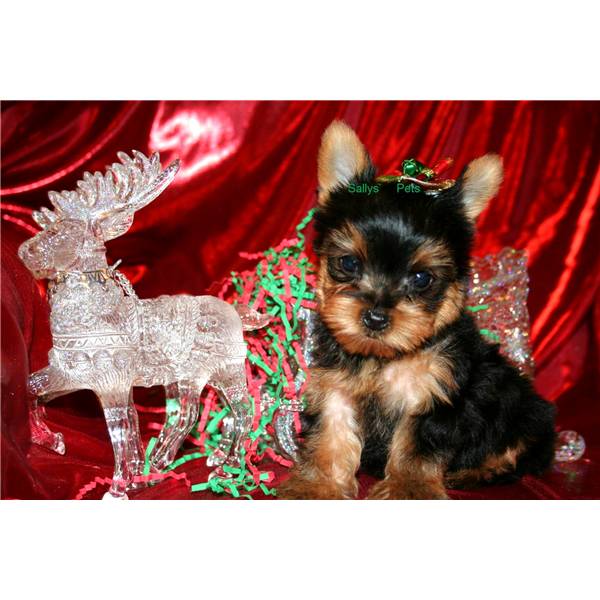 
Precio Yorkshire Terrier...........<strong>$18,000.00   A   $25,000.00  (dependiendo del tamaño, sexo, color y calidad)</strong> <br><br>


100% pura raza, registrados todos los papeles en regla se envian a cualquier parte de la Republica.<br><br> 

<li>Contrato de compraventa<br><br></li>


<li>Seguro de vida gratuito por escrito de 5 años que cubre muerte en caso de cuestiones virales</li>
<br><br>

<li>Garantía de Pureza Racial<br><br></li>

<li>Certificado de registro inicial que extiende la Federación Canófila Mexicana donde los cachorros se entregan con tatuaje y microchip</li>

