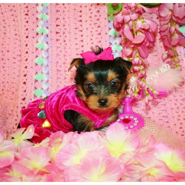 
Precio Yorkshire Terrier...........<strong>$18,000.00   A   $25,000.00  (dependiendo del tamaño, sexo, color y calidad)</strong> <br><br>


100% pura raza, registrados todos los papeles en regla se envian a cualquier parte de la Republica.<br><br> 

<li>Contrato de compraventa<br><br></li>


<li>Seguro de vida gratuito por escrito de 5 años que cubre muerte en caso de cuestiones virales</li>
<br><br>

<li>Garantía de Pureza Racial<br><br></li>

<li>Certificado de registro inicial que extiende la Federación Canófila Mexicana donde los cachorros se entregan con tatuaje y microchip</li>

