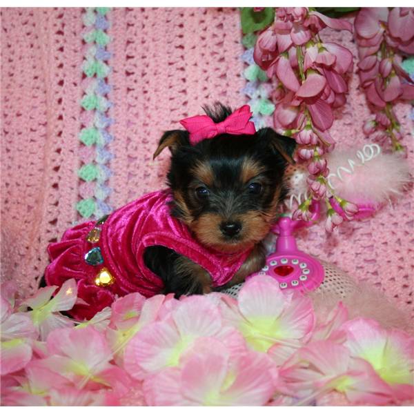 
Precio Yorkshire Terrier...........<strong>$18,000.00   A   $25,000.00  (dependiendo del tamaño, sexo, color y calidad)</strong> <br><br>


100% pura raza, registrados todos los papeles en regla se envian a cualquier parte de la Republica.<br><br> 

<li>Contrato de compraventa<br><br></li>


<li>Seguro de vida gratuito por escrito de 5 años que cubre muerte en caso de cuestiones virales</li>
<br><br>

<li>Garantía de Pureza Racial<br><br></li>

<li>Certificado de registro inicial que extiende la Federación Canófila Mexicana donde los cachorros se entregan con tatuaje y microchip</li>

