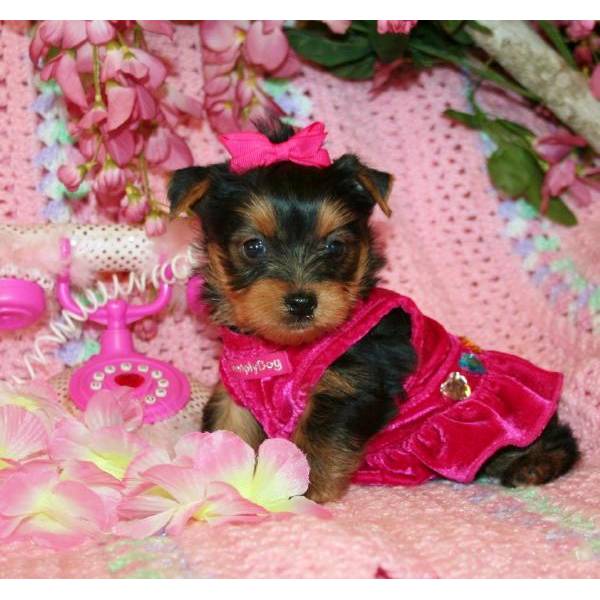 
Precio Yorkshire Terrier...........<strong>$18,000.00   A   $25,000.00  (dependiendo del tamaño, sexo, color y calidad)</strong> <br><br>


100% pura raza, registrados todos los papeles en regla se envian a cualquier parte de la Republica.<br><br> 

<li>Contrato de compraventa<br><br></li>


<li>Seguro de vida gratuito por escrito de 5 años que cubre muerte en caso de cuestiones virales</li>
<br><br>

<li>Garantía de Pureza Racial<br><br></li>

<li>Certificado de registro inicial que extiende la Federación Canófila Mexicana donde los cachorros se entregan con tatuaje y microchip</li>

