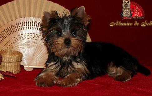 
Precio Yorkshire Terrier...........<strong>$18,000.00   A   $25,000.00  (dependiendo del tamaño, sexo, color y calidad)</strong> <br><br>


100% pura raza, registrados todos los papeles en regla se envian a cualquier parte de la Republica.<br><br> 

<li>Contrato de compraventa<br><br></li>


<li>Seguro de vida gratuito por escrito de 5 años que cubre muerte en caso de cuestiones virales</li>
<br><br>

<li>Garantía de Pureza Racial<br><br></li>

<li>Certificado de registro inicial que extiende la Federación Canófila Mexicana donde los cachorros se entregan con tatuaje y microchip</li>

