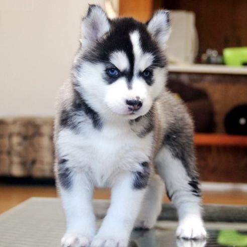 Hermosos Cachorros Husky Siberiano Hijos De Campeón Pedigree.