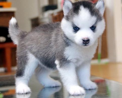 Hermosos Cachorros Husky Siberiano Hijos De Campeón Pedigree.