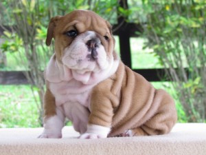 
Precio Bulldog...........<strong>   $35,000.00  A   $60,000.00    (dependiendo la calidad)</strong> <br><br>


100% pura raza, registrados todos los papeles en regla se envian a cualquier parte de la Republica.<br><br> 

<li>Contrato de compraventa<br><br></li>


<li>Seguro de vida gratuito por escrito de 5 años que cubre muerte en caso de cuestiones virales</li>
<br><br>

<li>Garantía de Pureza Racial<br><br></li>

<li>Certificado de registro inicial que extiende la Federación Canófila Mexicana donde los cachorros se entregan con tatuaje y microchip</li>

