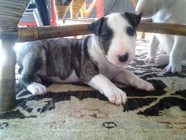 
Precio Bull Terrier...........<strong>    $18,000.00  A   $25,000.00    ( dependiendo tamaño y color)</strong> <br><br>


100% pura raza, registrados todos los papeles en regla se envian a cualquier parte de la Republica.<br><br> 

<li>Contrato de compraventa<br><br></li>


<li>Seguro de vida gratuito por escrito de 5 años que cubre muerte en caso de cuestiones virales</li>
<br><br>

<li>Garantía de Pureza Racial<br><br></li>

<li>Certificado de registro inicial que extiende la Federación Canófila Mexicana donde los cachorros se entregan con tatuaje y microchip</li>

