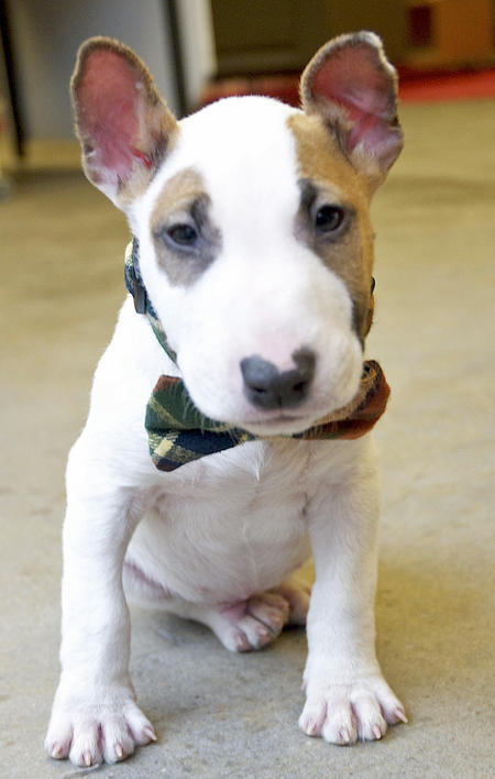 
Precio Bull Terrier...........<strong>    $18,000.00  A   $25,000.00    ( dependiendo tamaño y color)</strong> <br><br>


100% pura raza, registrados todos los papeles en regla se envian a cualquier parte de la Republica.<br><br> 

<li>Contrato de compraventa<br><br></li>


<li>Seguro de vida gratuito por escrito de 5 años que cubre muerte en caso de cuestiones virales</li>
<br><br>

<li>Garantía de Pureza Racial<br><br></li>

<li>Certificado de registro inicial que extiende la Federación Canófila Mexicana donde los cachorros se entregan con tatuaje y microchip</li>

