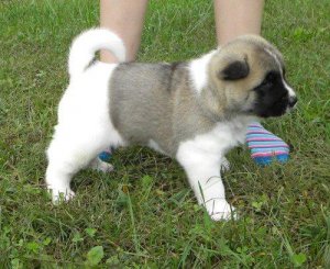 Cachorros Akita excelente calidad LISTA AHORA
<br>Cachorros Akita excelente calidad listo., machos y hembras de garantías de salud disponibles. piernas y cuerpos llenos de arrugas cortas, los visitantes son más que bienvenidos en nuestra casa para el check up ..