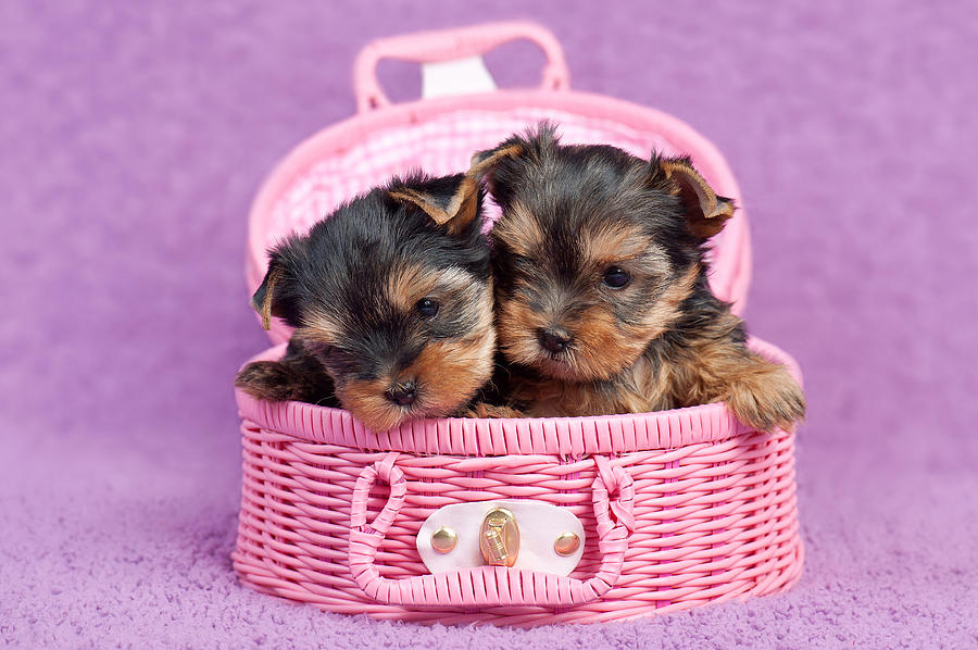 
Precio Yorkshire Terrier...........<strong>$18,000.00   A   $25,000.00  (dependiendo del tamaño, sexo, color y calidad)</strong> <br><br>


100% pura raza, registrados todos los papeles en regla se envian a cualquier parte de la Republica.<br><br> 

<li>Contrato de compraventa<br><br></li>


<li>Seguro de vida gratuito por escrito de 5 años que cubre muerte en caso de cuestiones virales</li>
<br><br>

<li>Garantía de Pureza Racial<br><br></li>

<li>Certificado de registro inicial que extiende la Federación Canófila Mexicana donde los cachorros se entregan con tatuaje y microchip</li>

