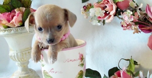 Chihuahua cachorros con gran personalidad disponibles