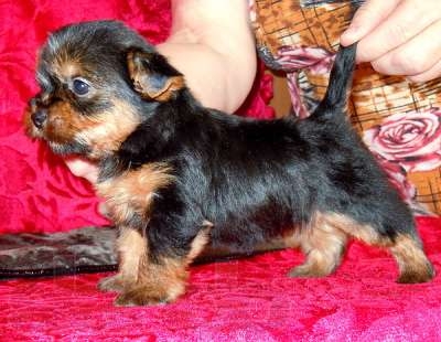 
Precio Yorkshire Terrier...........<strong>$18,000.00   A   $25,000.00  (dependiendo del tamaño, sexo, color y calidad)</strong> <br><br>


100% pura raza, registrados todos los papeles en regla se envian a cualquier parte de la Republica.<br><br> 

<li>Contrato de compraventa<br><br></li>


<li>Seguro de vida gratuito por escrito de 5 años que cubre muerte en caso de cuestiones virales</li>
<br><br>

<li>Garantía de Pureza Racial<br><br></li>

<li>Certificado de registro inicial que extiende la Federación Canófila Mexicana donde los cachorros se entregan con tatuaje y microchip</li>

