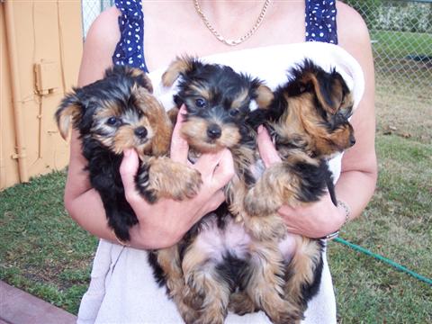 
Precio Yorkshire Terrier...........<strong>$18,000.00   A   $25,000.00  (dependiendo del tamaño, sexo, color y calidad)</strong> <br><br>


100% pura raza, registrados todos los papeles en regla se envian a cualquier parte de la Republica.<br><br> 

<li>Contrato de compraventa<br><br></li>


<li>Seguro de vida gratuito por escrito de 5 años que cubre muerte en caso de cuestiones virales</li>
<br><br>

<li>Garantía de Pureza Racial<br><br></li>

<li>Certificado de registro inicial que extiende la Federación Canófila Mexicana donde los cachorros se entregan con tatuaje y microchip</li>

