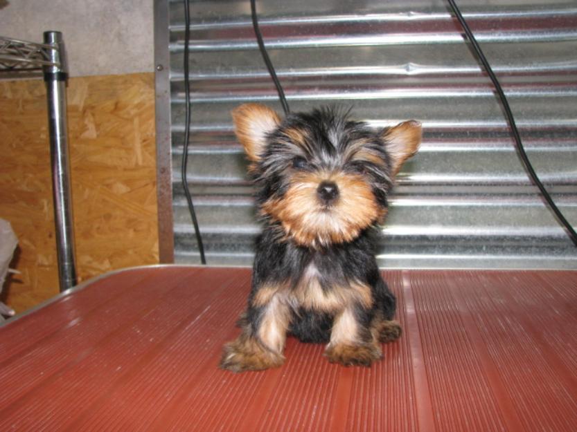 
Precio Yorkshire Terrier...........<strong>$18,000.00   A   $25,000.00  (dependiendo del tamaño, sexo, color y calidad)</strong> <br><br>


100% pura raza, registrados todos los papeles en regla se envian a cualquier parte de la Republica.<br><br> 

<li>Contrato de compraventa<br><br></li>


<li>Seguro de vida gratuito por escrito de 5 años que cubre muerte en caso de cuestiones virales</li>
<br><br>

<li>Garantía de Pureza Racial<br><br></li>

<li>Certificado de registro inicial que extiende la Federación Canófila Mexicana donde los cachorros se entregan con tatuaje y microchip</li>

