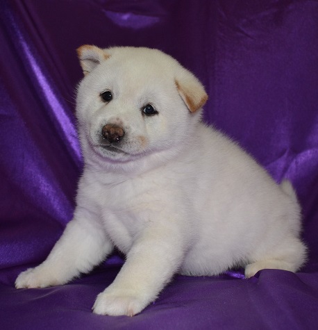 El Shiba Inu es una raza exigente y se siente la necesidad de mantenerse en buen estado de limpieza. Shiba Inu menudo se puede ver lamiéndose las patas y las piernas al igual que un gato. Shibas generalmente salen de su camino para mantener su pelaje limpio, sin embargo, disfrutar plenamente nadando y jugando en los charcos. Debido a su naturaleza exigente y orgullosa, Shiba cachorros son fáciles de educar y en muchos casos van a educar a sí mismos. Tener su dueño simplemente colocarlos afuera después de las comidas y las siestas es generalmente suficiente para enseñar el Shiba Inu el método adecuado para ir al baño.