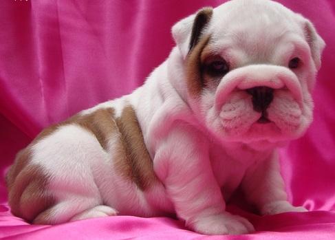 
Precio Bulldog...........<strong>   $35,000.00  A   $60,000.00    (dependiendo la calidad)</strong> <br><br>


100% pura raza, registrados todos los papeles en regla se envian a cualquier parte de la Republica.<br><br> 

<li>Contrato de compraventa<br><br></li>


<li>Seguro de vida gratuito por escrito de 5 años que cubre muerte en caso de cuestiones virales</li>
<br><br>

<li>Garantía de Pureza Racial<br><br></li>

<li>Certificado de registro inicial que extiende la Federación Canófila Mexicana donde los cachorros se entregan con tatuaje y microchip</li>

