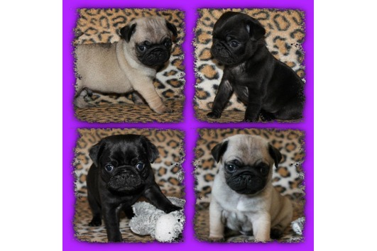 
Precio Pug...........<strong> $18,000.00  A   $20,000.00  (dependiendo del  color)</strong> <br><br>


100% pura raza, registrados todos los papeles en regla se envian a cualquier parte de la Republica.<br><br> 

<li>Contrato de compraventa<br><br></li>


<li>Seguro de vida gratuito por escrito de 5 años que cubre muerte en caso de cuestiones virales</li>
<br><br>

<li>Garantía de Pureza Racial<br><br></li>

<li>Certificado de registro inicial que extiende la Federación Canófila Mexicana donde los cachorros se entregan con tatuaje y microchip</li>

