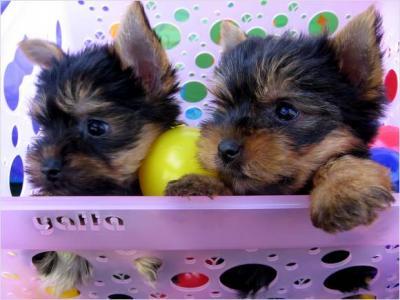 
Precio Yorkshire Terrier...........<strong>$18,000.00   A   $25,000.00  (dependiendo del tamaño, sexo, color y calidad)</strong> <br><br>


100% pura raza, registrados todos los papeles en regla se envian a cualquier parte de la Republica.<br><br> 

<li>Contrato de compraventa<br><br></li>


<li>Seguro de vida gratuito por escrito de 5 años que cubre muerte en caso de cuestiones virales</li>
<br><br>

<li>Garantía de Pureza Racial<br><br></li>

<li>Certificado de registro inicial que extiende la Federación Canófila Mexicana donde los cachorros se entregan con tatuaje y microchip</li>

