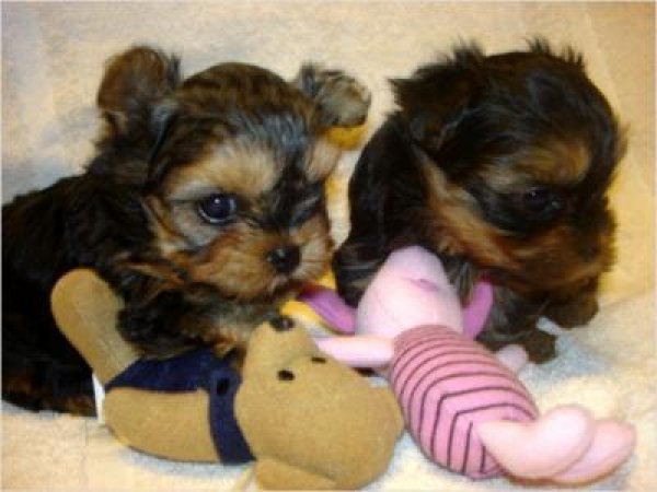 
Precio Yorkshire Terrier...........<strong>$18,000.00   A   $25,000.00  (dependiendo del tamaño, sexo, color y calidad)</strong> <br><br>


100% pura raza, registrados todos los papeles en regla se envian a cualquier parte de la Republica.<br><br> 

<li>Contrato de compraventa<br><br></li>


<li>Seguro de vida gratuito por escrito de 5 años que cubre muerte en caso de cuestiones virales</li>
<br><br>

<li>Garantía de Pureza Racial<br><br></li>

<li>Certificado de registro inicial que extiende la Federación Canófila Mexicana donde los cachorros se entregan con tatuaje y microchip</li>

