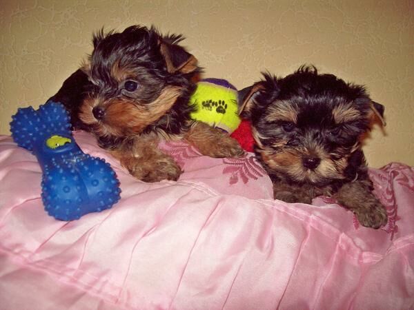 
Precio Yorkshire Terrier...........<strong>$18,000.00   A   $25,000.00  (dependiendo del tamaño, sexo, color y calidad)</strong> <br><br>


100% pura raza, registrados todos los papeles en regla se envian a cualquier parte de la Republica.<br><br> 

<li>Contrato de compraventa<br><br></li>


<li>Seguro de vida gratuito por escrito de 5 años que cubre muerte en caso de cuestiones virales</li>
<br><br>

<li>Garantía de Pureza Racial<br><br></li>

<li>Certificado de registro inicial que extiende la Federación Canófila Mexicana donde los cachorros se entregan con tatuaje y microchip</li>

