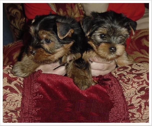 
Precio Yorkshire Terrier...........<strong>$18,000.00   A   $25,000.00  (dependiendo del tamaño, sexo, color y calidad)</strong> <br><br>


100% pura raza, registrados todos los papeles en regla se envian a cualquier parte de la Republica.<br><br> 

<li>Contrato de compraventa<br><br></li>


<li>Seguro de vida gratuito por escrito de 5 años que cubre muerte en caso de cuestiones virales</li>
<br><br>

<li>Garantía de Pureza Racial<br><br></li>

<li>Certificado de registro inicial que extiende la Federación Canófila Mexicana donde los cachorros se entregan con tatuaje y microchip</li>

