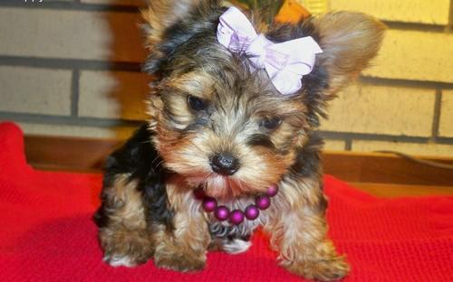 
Precio Yorkshire Terrier...........<strong>$18,000.00   A   $25,000.00  (dependiendo del tamaño, sexo, color y calidad)</strong> <br><br>


100% pura raza, registrados todos los papeles en regla se envian a cualquier parte de la Republica.<br><br> 

<li>Contrato de compraventa<br><br></li>


<li>Seguro de vida gratuito por escrito de 5 años que cubre muerte en caso de cuestiones virales</li>
<br><br>

<li>Garantía de Pureza Racial<br><br></li>

<li>Certificado de registro inicial que extiende la Federación Canófila Mexicana donde los cachorros se entregan con tatuaje y microchip</li>

