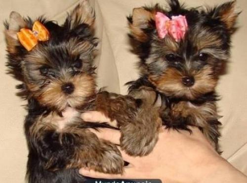 
Precio Yorkshire Terrier...........<strong>$18,000.00   A   $25,000.00  (dependiendo del tamaño, sexo, color y calidad)</strong> <br><br>


100% pura raza, registrados todos los papeles en regla se envian a cualquier parte de la Republica.<br><br> 

<li>Contrato de compraventa<br><br></li>


<li>Seguro de vida gratuito por escrito de 5 años que cubre muerte en caso de cuestiones virales</li>
<br><br>

<li>Garantía de Pureza Racial<br><br></li>

<li>Certificado de registro inicial que extiende la Federación Canófila Mexicana donde los cachorros se entregan con tatuaje y microchip</li>

