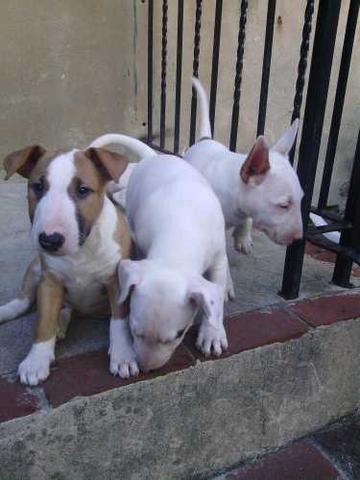 
Precio Bull Terrier...........<strong>    $18,000.00  A   $25,000.00    ( dependiendo tamaño y color)</strong> <br><br>


100% pura raza, registrados todos los papeles en regla se envian a cualquier parte de la Republica.<br><br> 

<li>Contrato de compraventa<br><br></li>


<li>Seguro de vida gratuito por escrito de 5 años que cubre muerte en caso de cuestiones virales</li>
<br><br>

<li>Garantía de Pureza Racial<br><br></li>

<li>Certificado de registro inicial que extiende la Federación Canófila Mexicana donde los cachorros se entregan con tatuaje y microchip</li>

