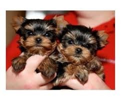 
Precio Yorkshire Terrier...........<strong>$18,000.00   A   $25,000.00  (dependiendo del tamaño, sexo, color y calidad)</strong> <br><br>


100% pura raza, registrados todos los papeles en regla se envian a cualquier parte de la Republica.<br><br> 

<li>Contrato de compraventa<br><br></li>


<li>Seguro de vida gratuito por escrito de 5 años que cubre muerte en caso de cuestiones virales</li>
<br><br>

<li>Garantía de Pureza Racial<br><br></li>

<li>Certificado de registro inicial que extiende la Federación Canófila Mexicana donde los cachorros se entregan con tatuaje y microchip</li>

