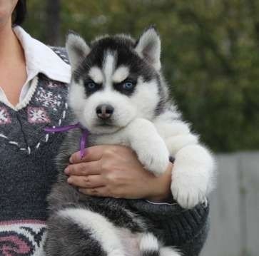 100% siberiano Husky cachorros con Encanto para regalo.