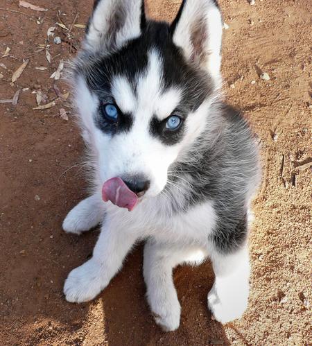 100% siberiano Husky cachorros con Encanto para regalo.