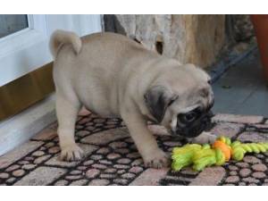 
Precio Pug...........<strong> $18,000.00  A   $20,000.00  (dependiendo del  color)</strong> <br><br>


100% pura raza, registrados todos los papeles en regla se envian a cualquier parte de la Republica.<br><br> 

<li>Contrato de compraventa<br><br></li>


<li>Seguro de vida gratuito por escrito de 5 años que cubre muerte en caso de cuestiones virales</li>
<br><br>

<li>Garantía de Pureza Racial<br><br></li>

<li>Certificado de registro inicial que extiende la Federación Canófila Mexicana donde los cachorros se entregan con tatuaje y microchip</li>

