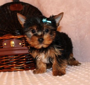 
Precio Yorkshire Terrier...........<strong>$18,000.00   A   $25,000.00  (dependiendo del tamaño, sexo, color y calidad)</strong> <br><br>


100% pura raza, registrados todos los papeles en regla se envian a cualquier parte de la Republica.<br><br> 

<li>Contrato de compraventa<br><br></li>


<li>Seguro de vida gratuito por escrito de 5 años que cubre muerte en caso de cuestiones virales</li>
<br><br>

<li>Garantía de Pureza Racial<br><br></li>

<li>Certificado de registro inicial que extiende la Federación Canófila Mexicana donde los cachorros se entregan con tatuaje y microchip</li>

