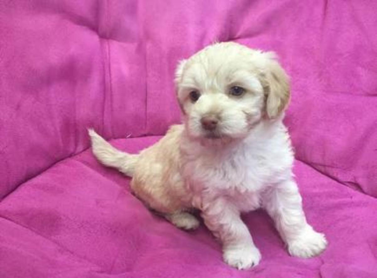 
Precio Yorkshire Terrier...........<strong>$18,000.00   A   $25,000.00  (dependiendo del tamaño, sexo, color y calidad)</strong> <br><br>


100% pura raza, registrados todos los papeles en regla se envian a cualquier parte de la Republica.<br><br> 

<li>Contrato de compraventa<br><br></li>


<li>Seguro de vida gratuito por escrito de 5 años que cubre muerte en caso de cuestiones virales</li>
<br><br>

<li>Garantía de Pureza Racial<br><br></li>

<li>Certificado de registro inicial que extiende la Federación Canófila Mexicana donde los cachorros se entregan con tatuaje y microchip</li>

