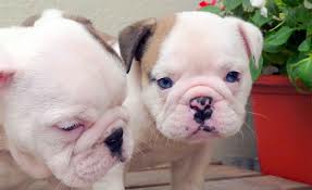 
Precio Bulldog...........<strong>   $35,000.00  A   $60,000.00    (dependiendo la calidad)</strong> <br><br>


100% pura raza, registrados todos los papeles en regla se envian a cualquier parte de la Republica.<br><br> 

<li>Contrato de compraventa<br><br></li>


<li>Seguro de vida gratuito por escrito de 5 años que cubre muerte en caso de cuestiones virales</li>
<br><br>

<li>Garantía de Pureza Racial<br><br></li>

<li>Certificado de registro inicial que extiende la Federación Canófila Mexicana donde los cachorros se entregan con tatuaje y microchip</li>

