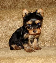 
Precio Yorkshire Terrier...........<strong>$18,000.00   A   $25,000.00  (dependiendo del tamaño, sexo, color y calidad)</strong> <br><br>


100% pura raza, registrados todos los papeles en regla se envian a cualquier parte de la Republica.<br><br> 

<li>Contrato de compraventa<br><br></li>


<li>Seguro de vida gratuito por escrito de 5 años que cubre muerte en caso de cuestiones virales</li>
<br><br>

<li>Garantía de Pureza Racial<br><br></li>

<li>Certificado de registro inicial que extiende la Federación Canófila Mexicana donde los cachorros se entregan con tatuaje y microchip</li>

