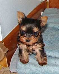 
Precio Yorkshire Terrier...........<strong>$18,000.00   A   $25,000.00  (dependiendo del tamaño, sexo, color y calidad)</strong> <br><br>


100% pura raza, registrados todos los papeles en regla se envian a cualquier parte de la Republica.<br><br> 

<li>Contrato de compraventa<br><br></li>


<li>Seguro de vida gratuito por escrito de 5 años que cubre muerte en caso de cuestiones virales</li>
<br><br>

<li>Garantía de Pureza Racial<br><br></li>

<li>Certificado de registro inicial que extiende la Federación Canófila Mexicana donde los cachorros se entregan con tatuaje y microchip</li>

