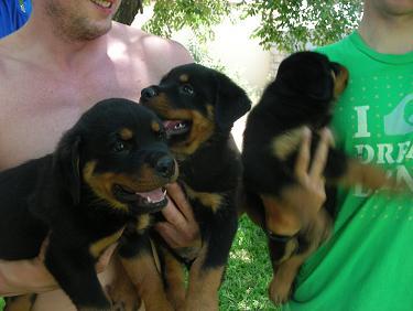 Cachorros de Rottweiler calidad disponibles