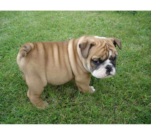 
Precio Bulldog...........<strong>   $35,000.00  A   $60,000.00    (dependiendo la calidad)</strong> <br><br>


100% pura raza, registrados todos los papeles en regla se envian a cualquier parte de la Republica.<br><br> 

<li>Contrato de compraventa<br><br></li>


<li>Seguro de vida gratuito por escrito de 5 años que cubre muerte en caso de cuestiones virales</li>
<br><br>

<li>Garantía de Pureza Racial<br><br></li>

<li>Certificado de registro inicial que extiende la Federación Canófila Mexicana donde los cachorros se entregan con tatuaje y microchip</li>

