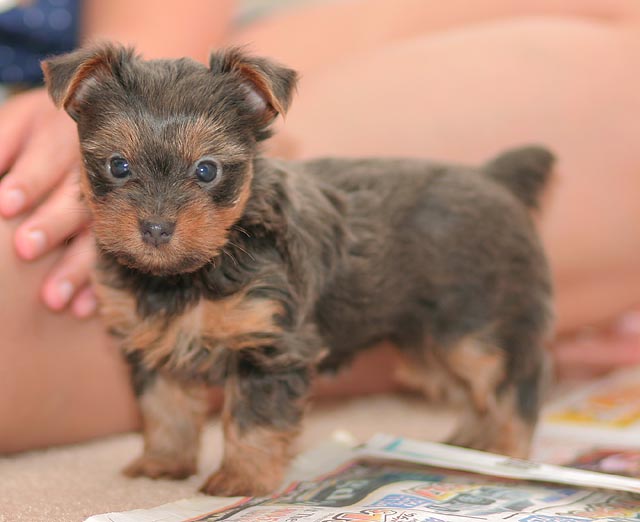 
Precio Yorkshire Terrier...........<strong>$18,000.00   A   $25,000.00  (dependiendo del tamaño, sexo, color y calidad)</strong> <br><br>


100% pura raza, registrados todos los papeles en regla se envian a cualquier parte de la Republica.<br><br> 

<li>Contrato de compraventa<br><br></li>


<li>Seguro de vida gratuito por escrito de 5 años que cubre muerte en caso de cuestiones virales</li>
<br><br>

<li>Garantía de Pureza Racial<br><br></li>

<li>Certificado de registro inicial que extiende la Federación Canófila Mexicana donde los cachorros se entregan con tatuaje y microchip</li>

