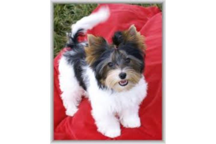 
Precio Yorkshire Terrier...........<strong>$18,000.00   A   $25,000.00  (dependiendo del tamaño, sexo, color y calidad)</strong> <br><br>


100% pura raza, registrados todos los papeles en regla se envian a cualquier parte de la Republica.<br><br> 

<li>Contrato de compraventa<br><br></li>


<li>Seguro de vida gratuito por escrito de 5 años que cubre muerte en caso de cuestiones virales</li>
<br><br>

<li>Garantía de Pureza Racial<br><br></li>

<li>Certificado de registro inicial que extiende la Federación Canófila Mexicana donde los cachorros se entregan con tatuaje y microchip</li>

