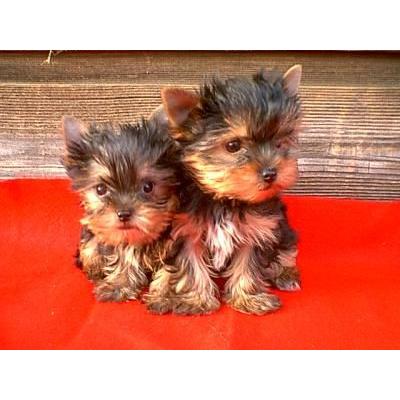 
Precio Yorkshire Terrier...........<strong>$18,000.00   A   $25,000.00  (dependiendo del tamaño, sexo, color y calidad)</strong> <br><br>


100% pura raza, registrados todos los papeles en regla se envian a cualquier parte de la Republica.<br><br> 

<li>Contrato de compraventa<br><br></li>


<li>Seguro de vida gratuito por escrito de 5 años que cubre muerte en caso de cuestiones virales</li>
<br><br>

<li>Garantía de Pureza Racial<br><br></li>

<li>Certificado de registro inicial que extiende la Federación Canófila Mexicana donde los cachorros se entregan con tatuaje y microchip</li>

