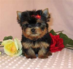 
Precio Yorkshire Terrier...........<strong>$18,000.00   A   $25,000.00  (dependiendo del tamaño, sexo, color y calidad)</strong> <br><br>


100% pura raza, registrados todos los papeles en regla se envian a cualquier parte de la Republica.<br><br> 

<li>Contrato de compraventa<br><br></li>


<li>Seguro de vida gratuito por escrito de 5 años que cubre muerte en caso de cuestiones virales</li>
<br><br>

<li>Garantía de Pureza Racial<br><br></li>

<li>Certificado de registro inicial que extiende la Federación Canófila Mexicana donde los cachorros se entregan con tatuaje y microchip</li>

