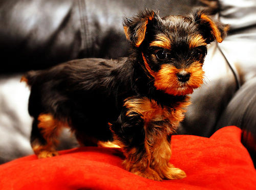 
Precio Yorkshire Terrier...........<strong>$18,000.00   A   $25,000.00  (dependiendo del tamaño, sexo, color y calidad)</strong> <br><br>


100% pura raza, registrados todos los papeles en regla se envian a cualquier parte de la Republica.<br><br> 

<li>Contrato de compraventa<br><br></li>


<li>Seguro de vida gratuito por escrito de 5 años que cubre muerte en caso de cuestiones virales</li>
<br><br>

<li>Garantía de Pureza Racial<br><br></li>

<li>Certificado de registro inicial que extiende la Federación Canófila Mexicana donde los cachorros se entregan con tatuaje y microchip</li>

