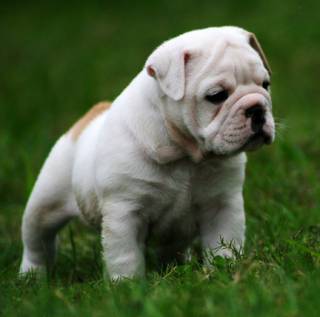 cachorros de bulldog inglés de contacto disponible para más detalles si usted está interesado.