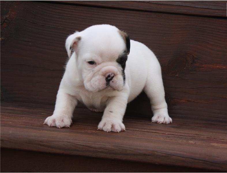 
Precio Bulldog...........<strong>   $35,000.00  A   $60,000.00    (dependiendo la calidad)</strong> <br><br>


100% pura raza, registrados todos los papeles en regla se envian a cualquier parte de la Republica.<br><br> 

<li>Contrato de compraventa<br><br></li>


<li>Seguro de vida gratuito por escrito de 5 años que cubre muerte en caso de cuestiones virales</li>
<br><br>

<li>Garantía de Pureza Racial<br><br></li>

<li>Certificado de registro inicial que extiende la Federación Canófila Mexicana donde los cachorros se entregan con tatuaje y microchip</li>

