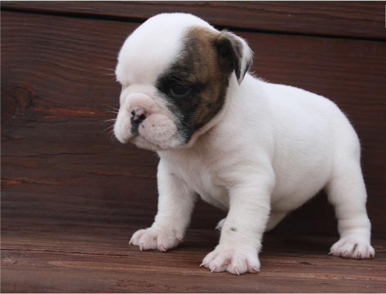 
Precio Bulldog...........<strong>   $35,000.00  A   $60,000.00    (dependiendo la calidad)</strong> <br><br>


100% pura raza, registrados todos los papeles en regla se envian a cualquier parte de la Republica.<br><br> 

<li>Contrato de compraventa<br><br></li>


<li>Seguro de vida gratuito por escrito de 5 años que cubre muerte en caso de cuestiones virales</li>
<br><br>

<li>Garantía de Pureza Racial<br><br></li>

<li>Certificado de registro inicial que extiende la Federación Canófila Mexicana donde los cachorros se entregan con tatuaje y microchip</li>

