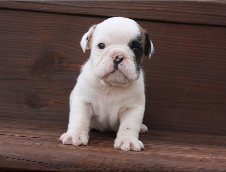 
Precio Bulldog...........<strong>   $35,000.00  A   $60,000.00    (dependiendo la calidad)</strong> <br><br>


100% pura raza, registrados todos los papeles en regla se envian a cualquier parte de la Republica.<br><br> 

<li>Contrato de compraventa<br><br></li>


<li>Seguro de vida gratuito por escrito de 5 años que cubre muerte en caso de cuestiones virales</li>
<br><br>

<li>Garantía de Pureza Racial<br><br></li>

<li>Certificado de registro inicial que extiende la Federación Canófila Mexicana donde los cachorros se entregan con tatuaje y microchip</li>

