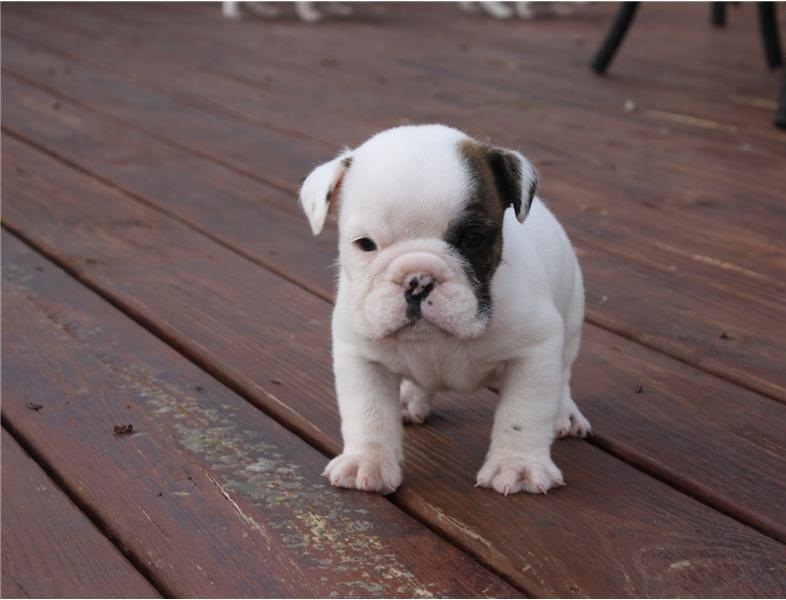 
Precio Bulldog...........<strong>   $35,000.00  A   $60,000.00    (dependiendo la calidad)</strong> <br><br>


100% pura raza, registrados todos los papeles en regla se envian a cualquier parte de la Republica.<br><br> 

<li>Contrato de compraventa<br><br></li>


<li>Seguro de vida gratuito por escrito de 5 años que cubre muerte en caso de cuestiones virales</li>
<br><br>

<li>Garantía de Pureza Racial<br><br></li>

<li>Certificado de registro inicial que extiende la Federación Canófila Mexicana donde los cachorros se entregan con tatuaje y microchip</li>

